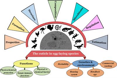 Properties, Genetics and Innate Immune Function of the Cuticle in Egg-Laying Species